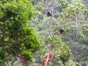 Sinharaja Rain Forest - opice