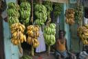 Prodavac bananu v Madurai